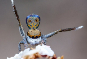 Peacock spiders: scientist finds seven new species of `fairly cute` creature